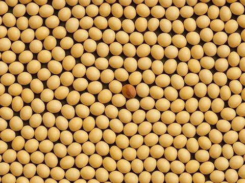 Discoloured beans in the feed (Original)