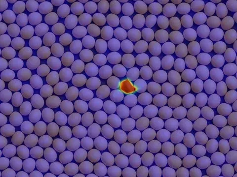 Discoloured beans in the feed (AI result)